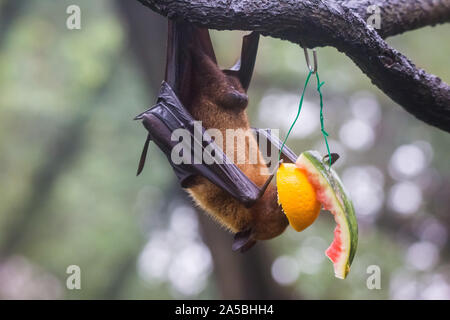 Frutto bat noto anche come flying fox appeso a testa in giù e mangiare succoso e arancione di anguria. Foto Stock