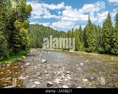 Ruscello di montagna che scorre sulle Rocky River letto con alberi e cielo blu in background. Foto Stock