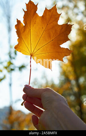 Mano femmina trattiene un arancio autumn leaf di fronte alla foresta di autunno e sun, il fuoco selettivo Foto Stock