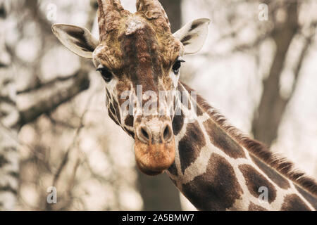 Ritratto di un giovane maschio giraffa reticolata, Giraffa camelopardalis reticulata. Close up ritratto di Masai giraffe. Testa di giraffa dettaglio Foto Stock