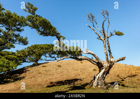 Antica foresta laurel, Fanal, di Madera. Patrimonio mondiale dell UNESCO Foto Stock