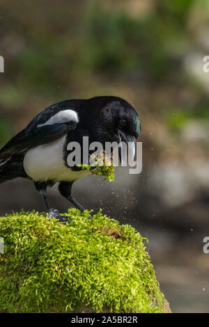 Close up colpo alla testa di Eurasian Gazza Pica pica in garden regno unito norfolk Foto Stock