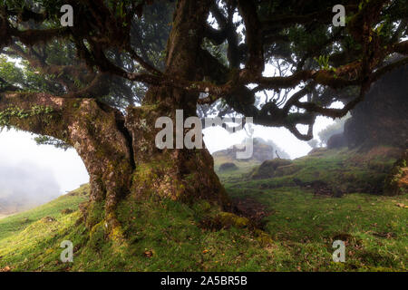 Antica foresta laurel in montagna di nebbia, Fanal, di Madera. Patrimonio mondiale dell UNESCO Foto Stock