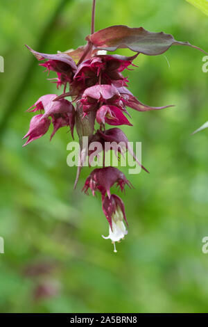 Close up fiori su un caprifoglio himalayano (leycesteria formosa) tree Foto Stock