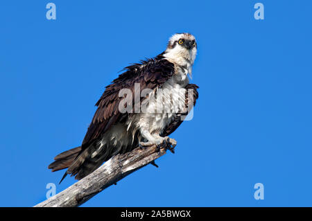 Una matura osprey ruffles le sue piume appollaiato su un ramo morto contro un cielo azzurro. Foto Stock