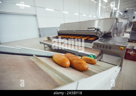 Pane crudo su vassoi prima di avviare la cottura al forno. Foto Stock