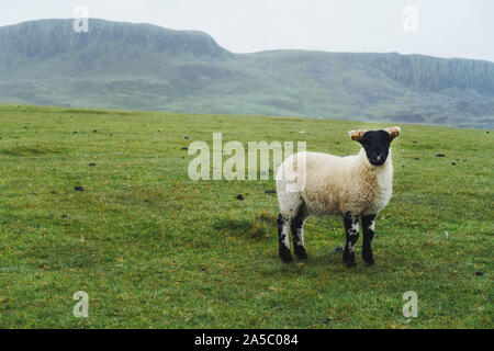Un agnello solitario si aggira in un campo di mare in Duntulm, su nuvoloso nebbioso giorno. Isola di Skye in Scozia. Foto Stock