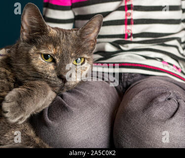 Grigio tabby reclino contro la giovane ragazza in gamba e guardando il visualizzatore. Foto Stock