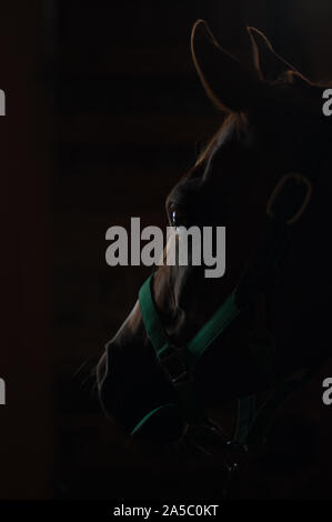 Low-key silhouette parziale di una testa di cavallo nel profilo. Foto Stock