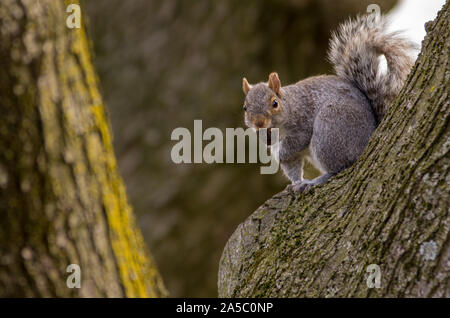 Uno scoiattolo grigio contiene un dado nella sua bocca e warily veglia. Foto Stock