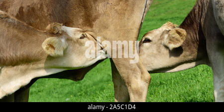 Close-up e dettaglio colpo di due grandi vitelli marrone godendo la loro madre della mammella sul pascolo in Baviera Foto Stock