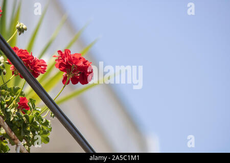 Immagine ravvicinata di colore rosso fiore di Pelargonium zonale. Egli stava sul balcone alta. Ha un cavo di alimentazione. Foto Stock