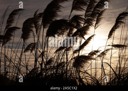 Canne che si muovono nel vento contro il sole di sera Foto Stock