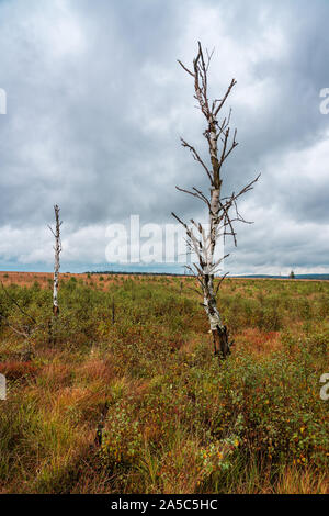 Vecchio albero rotto nella riserva naturale Hautes Fagnes, Belgio. Foto Stock