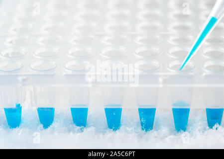 Tubo di plastica, la punta di pipetta riempito in blu con la miscela di reazione e la piastra a 96 pozzetti. Strumenti professionali per amplificare il DNA per informazioni genetiche analisi. Foto Stock