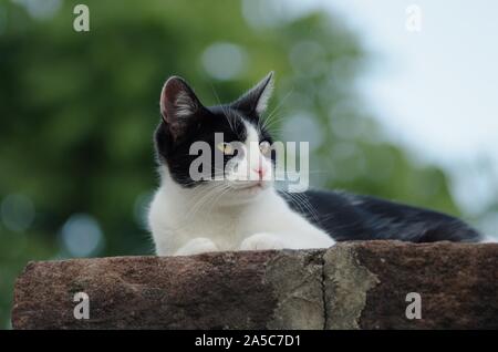 Primo piano di un simpatico gatto nero e bianco sdraiato su una pietra. Perfetto per una carta da parati carina. Foto Stock