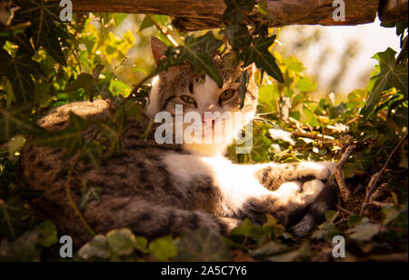 Il gatto si trova su ivy germogli sotto una staccionata in legno, illuminata dai raggi del sole. Foto Stock