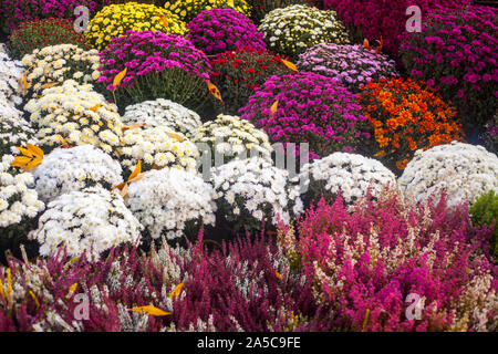 La vibrante viola e bianco autunno fiori nel mercato all'aperto. Un sacco di fiori colorati. Foto Stock