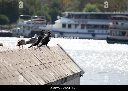 Cormorani e gabbiani stare insieme in calcestruzzo sul porto. In sfondo sfocato vaporizzatore e barche. Foto Stock