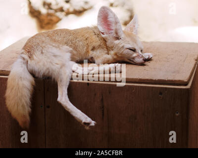 Carino baby fox dormire su una scatola di legno Foto Stock