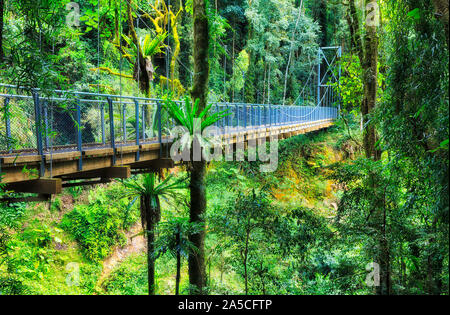 La sospensione del ponte a piedi attraverso una folta foresta pluviale sempreverde in Dorrigo national park in una giornata di sole - lussureggiante fogliame su scenic via intorno a Crystal fal Foto Stock