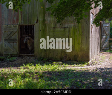 Il pedigree di ram in piedi in ombra all'interno di un fienile in legno su caldo giorno d'estate in Nuova Inghilterra, STATI UNITI D'AMERICA Foto Stock