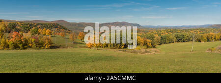 Tre grande quercia tres in bel colore di fogliame di autunno nella parte anteriore della foresta in Nuova Inghilterra, STATI UNITI D'AMERICA Foto Stock