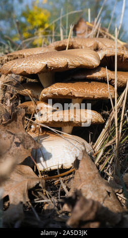 Gruppo di funghi circondato da erba gialla nella foresta. La caccia di funghi in autunno. Foto Stock