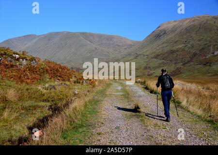 Hillwalker maschio a piedi con poli su una via guardando i Munros Beinn un Chochuill e Beinn Eunaich vicino Lochawe, Highlands scozzesi,Scozia,UK. Foto Stock