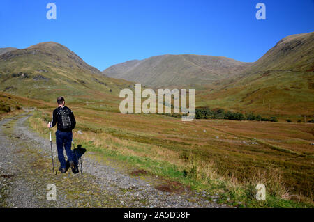 Hillwalker maschio a piedi con poli su una via guardando i Munros Beinn un Chochuill e Beinn Eunaich vicino Lochawe, Highlands scozzesi,Scozia,UK. Foto Stock