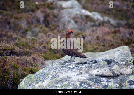 Maschio di gallo forcello rosso (Lagopus lagopus scotica) sulla montagna scozzese Corbett Conachcraig in Glen Muick, Cairngorms National Park, Highlands Scozzesi. Foto Stock