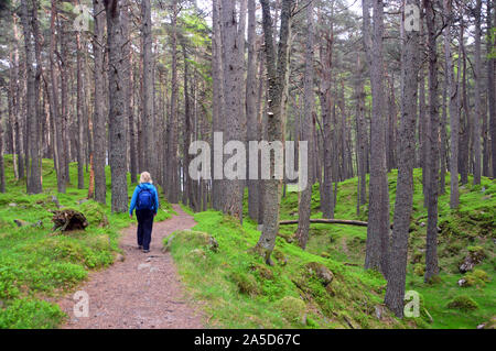 Donna che cammina nel bosco in prossimità di Glas-allt-Shiel dopo la scalata del Monte scozzese Munro Lochnagar, Glen Muick, Cairngorms National Park, Scozia. Foto Stock