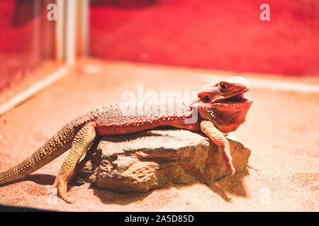 Drago barbuto appoggiato nel loro naturale habiat nel giardino zoologico. In via di estinzione lizard del mondo Foto Stock