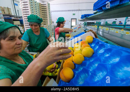 I lavoratori di sesso femminile in una frutta di cernita e di imballaggio impianto industriale Foto Stock