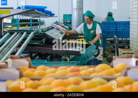 Frutto di cernita e di imballaggio impianto industriale Foto Stock