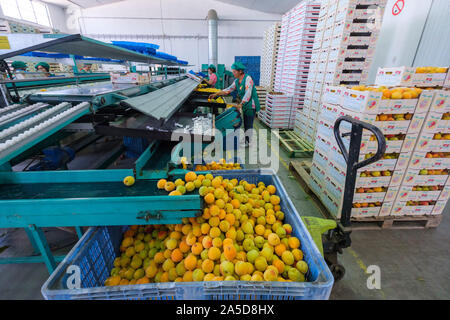 Frutto di cernita e di imballaggio impianto industriale Foto Stock