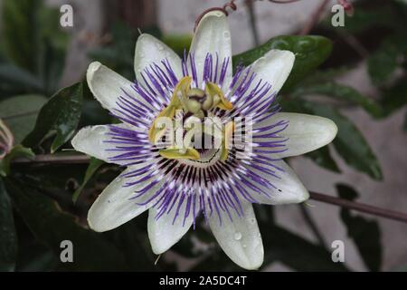 Blooming Bluecrown fiore della passione (Passiflora caerulea) in un giardino a; Recklinghausen, Germania Foto Stock