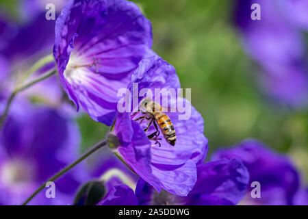 Honeybee prendere il volo dopo la raccolta il nettare dai fiori viola in fiore Foto Stock