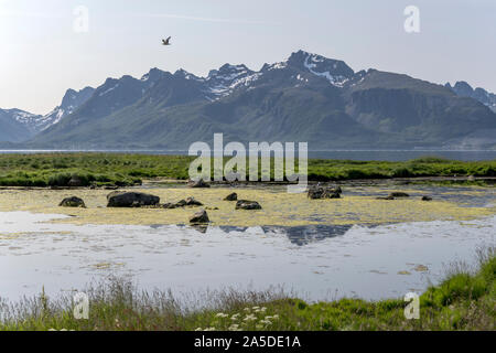 Paesaggio con la bassa marea verde palude sulla riva del fiordo, girato in condizioni di intensa luce estiva vicino Gjerstad, Langoya, Vesteralen, Norvegia Foto Stock