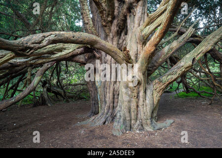 Un antico albero di Yew in Kingley vale la Riserva Naturale, West Sussex, in Inghilterra, Regno Unito Foto Stock