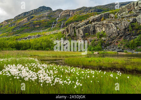 Cottongrass presso un laghetto al di sotto di una montagna, nuvole di pioggia in aria, cascata sulla montagna, Stora sjöfallets national park, Laponia, Gällivare county Foto Stock