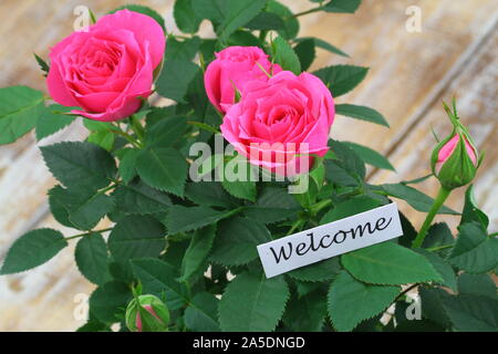 Welcome card con wild rose rosa sulla superficie rustico Foto Stock