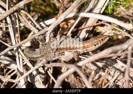 Lucertola comune (chiamato anche lucertola vivipara, Zootoca vivipara) nel processo di spargimento rinnova la sua pelle, REGNO UNITO Foto Stock