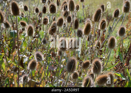 Essiccato Teasle teste o teste di cardo selvatico, Teasle Dipsacus fullonum Foto Stock