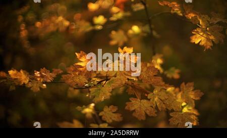 Magic foresta autunnale, giallo bruno foglie sul ramo, acero con la luce del sole, in autunno la natura dello sfondo. Foto Stock