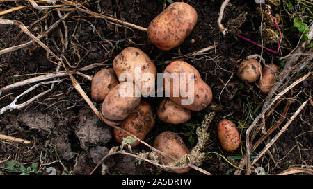 La patata scavata si trova a terra. Foto Stock