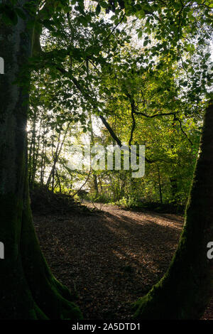 La rottura sole attraverso gli alberi Foto Stock