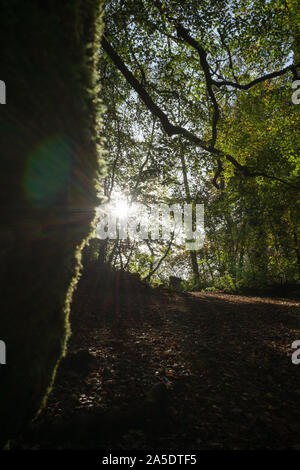 La rottura sole attraverso gli alberi Foto Stock