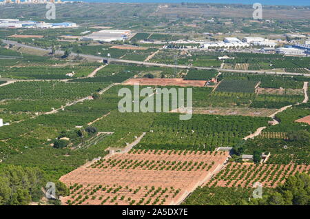 Gli agrumeti nelle pianure costiere di Xeresa (La Safor), la regione di Valencia, Mediterraneo spagnolo Foto Stock