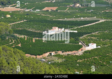 Gli agrumeti nelle pianure costiere di Xeresa (La Safor), la regione di Valencia, Mediterraneo spagnolo Foto Stock